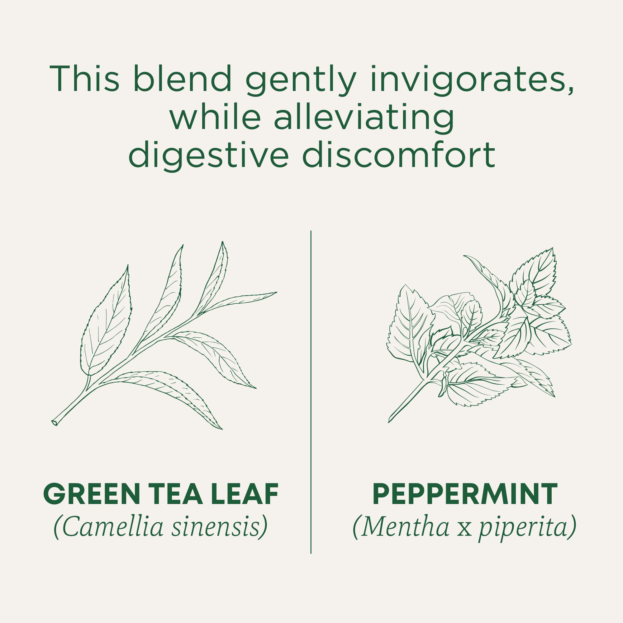 Traditional Medicinals Organic Green Tea, Peppermint - Promotes Healthy Digestion, Occasional Nausea & Indigestion Relief - Kosher, Non-GMO - 96 Teabags (Pack of 6) - Image 3