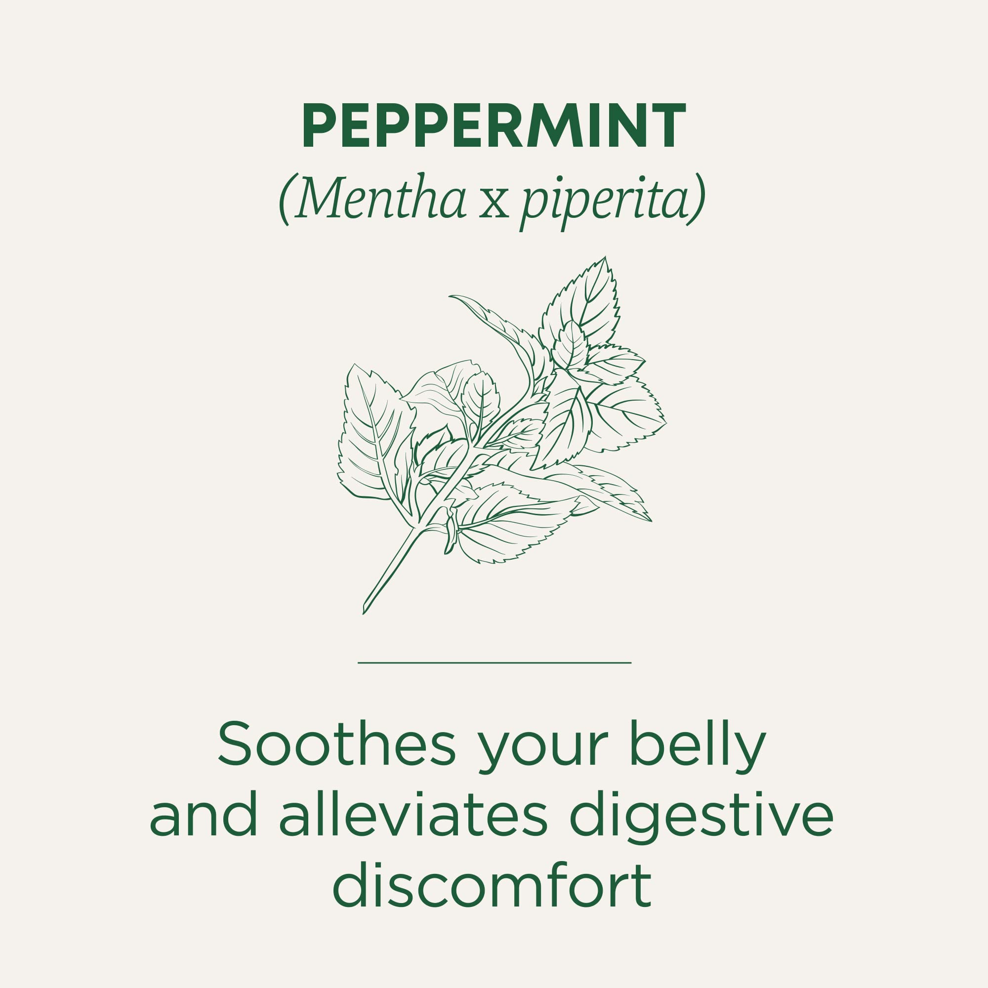 Traditional Medicinals Organic, Peppermint Tea - Helps Soothe Belly from Occasional Gas and Bloating - Kosher, Non-GMO, Caffeine-Free, Compostable - 16 Tea Bags - Image 3