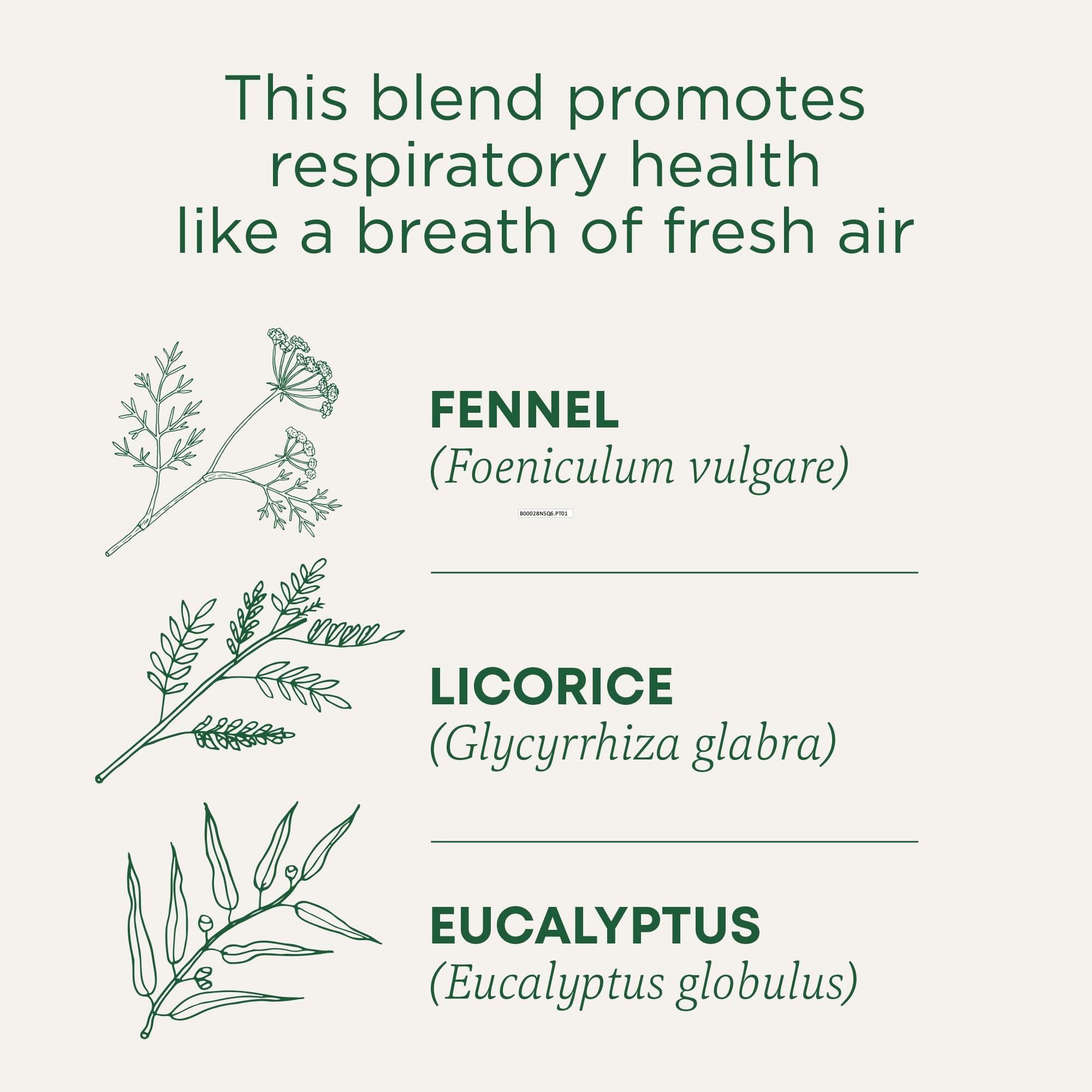 Traditional Medicinals Tea, Organic Breathe Easy with Eucalyptus Mint, Promotes Respiratory Health, Kosher, Non-GMO, Caffeine-Free, Compostable - 96 Tea Bags (Pack of 6 - Image 3