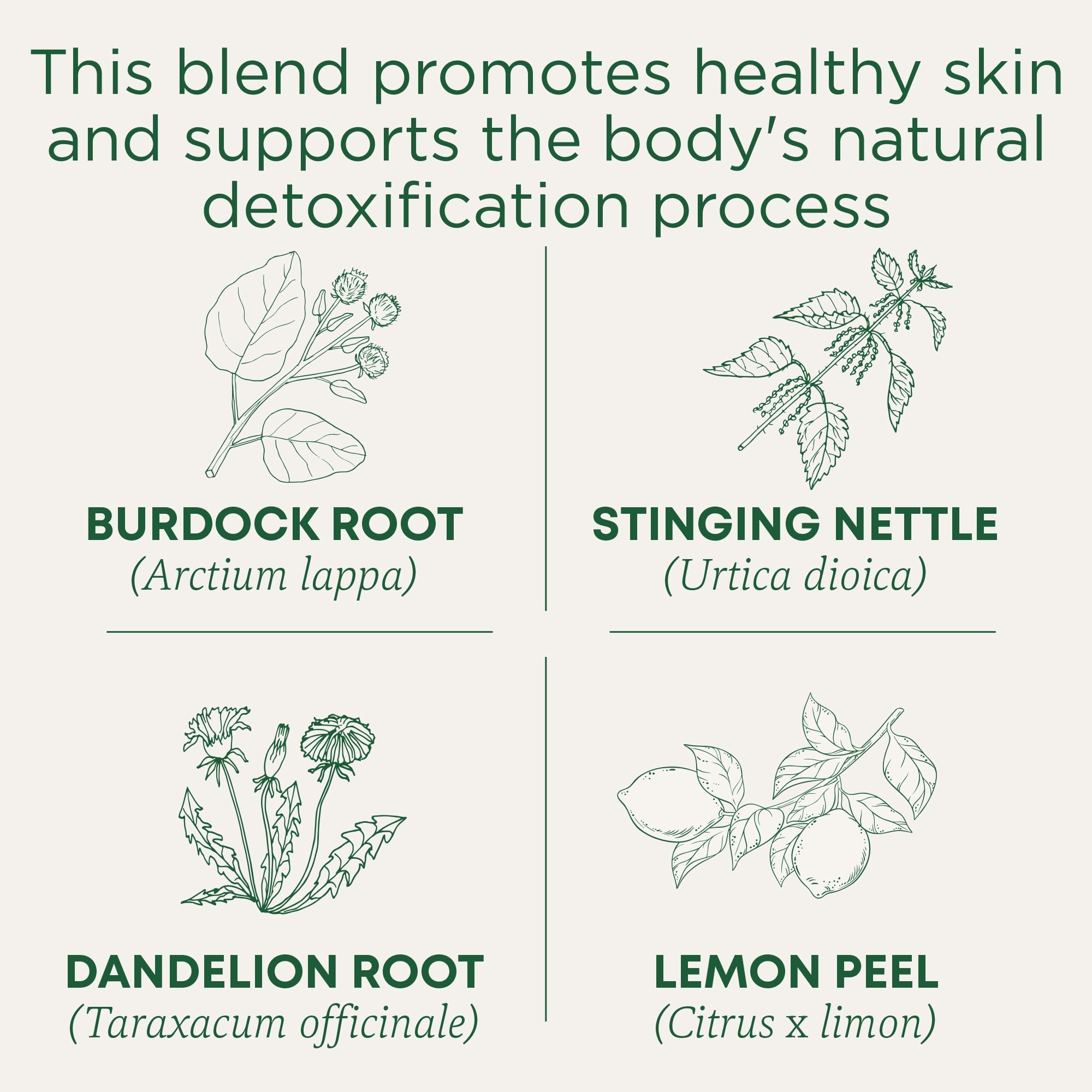 Traditional Medicinals Tea, Organic EveryDay Detox Lemon, Supports Healthy Skin & Liver Function, Detox, Kosher, Non-GMO, Caffeine-Free, Compostable - 96 Tea Bags (Pack of 6) - Image 3