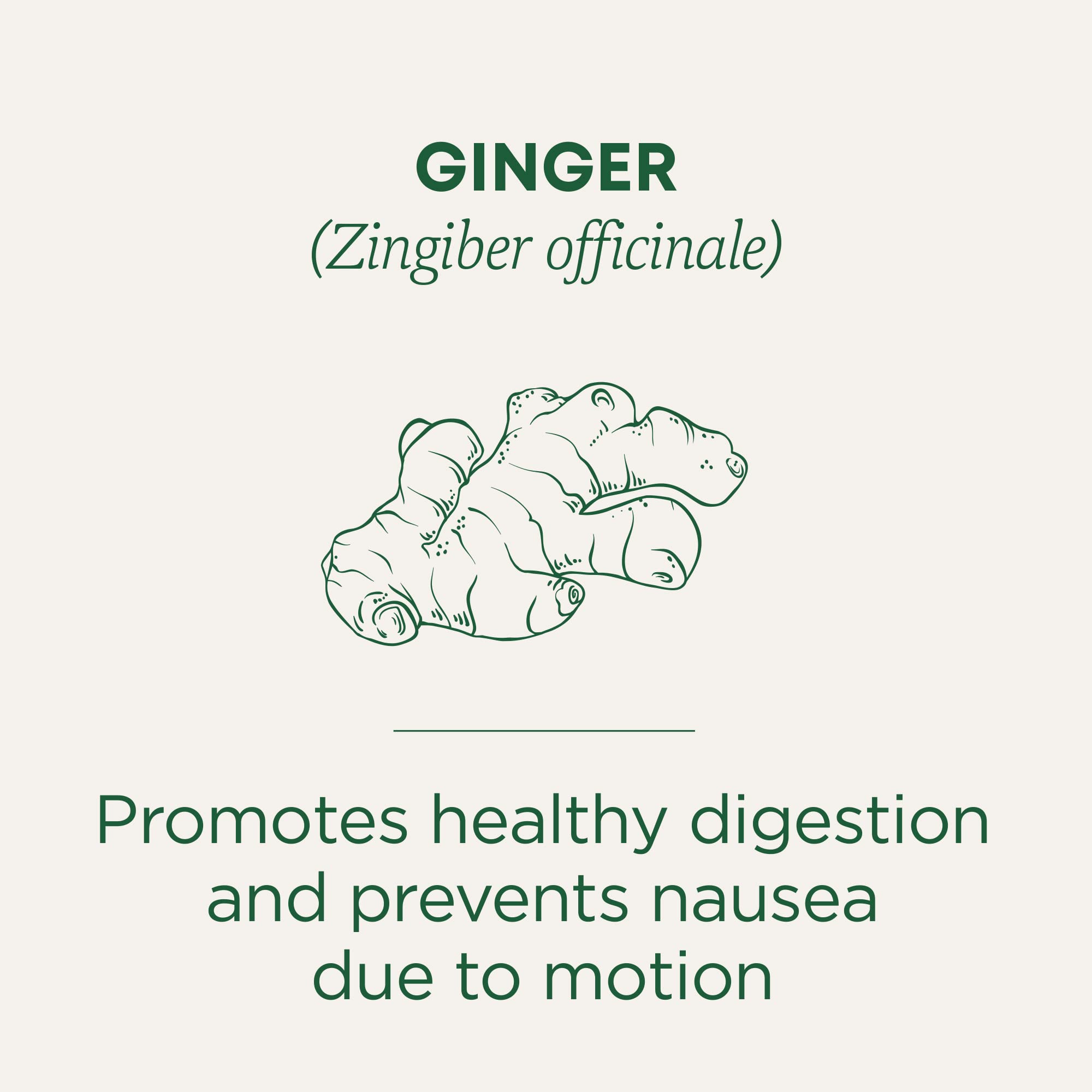 Traditional Medicinals Tea, Organic Ginger, Healthy Digestion, Pleasantly Spicy & Warming, Kosher, Non-GMO, Caffeine-Free, Compostable - 96 Tea Bags (6 Pack) - Image 3