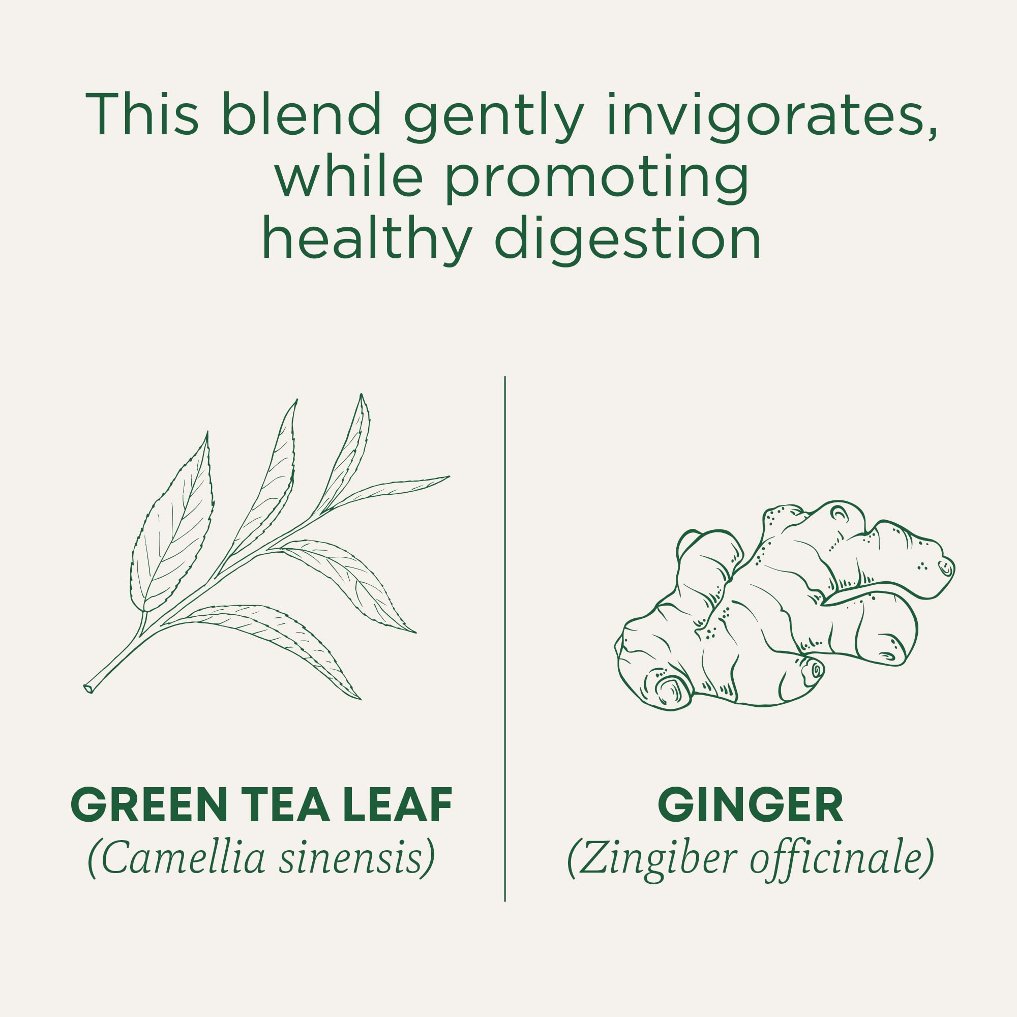 Traditional Medicinals Tea, Organic Green Tea Ginger, Promotes Healthy Digestion, 96 Tea Bags (6 Pack) - Image 3