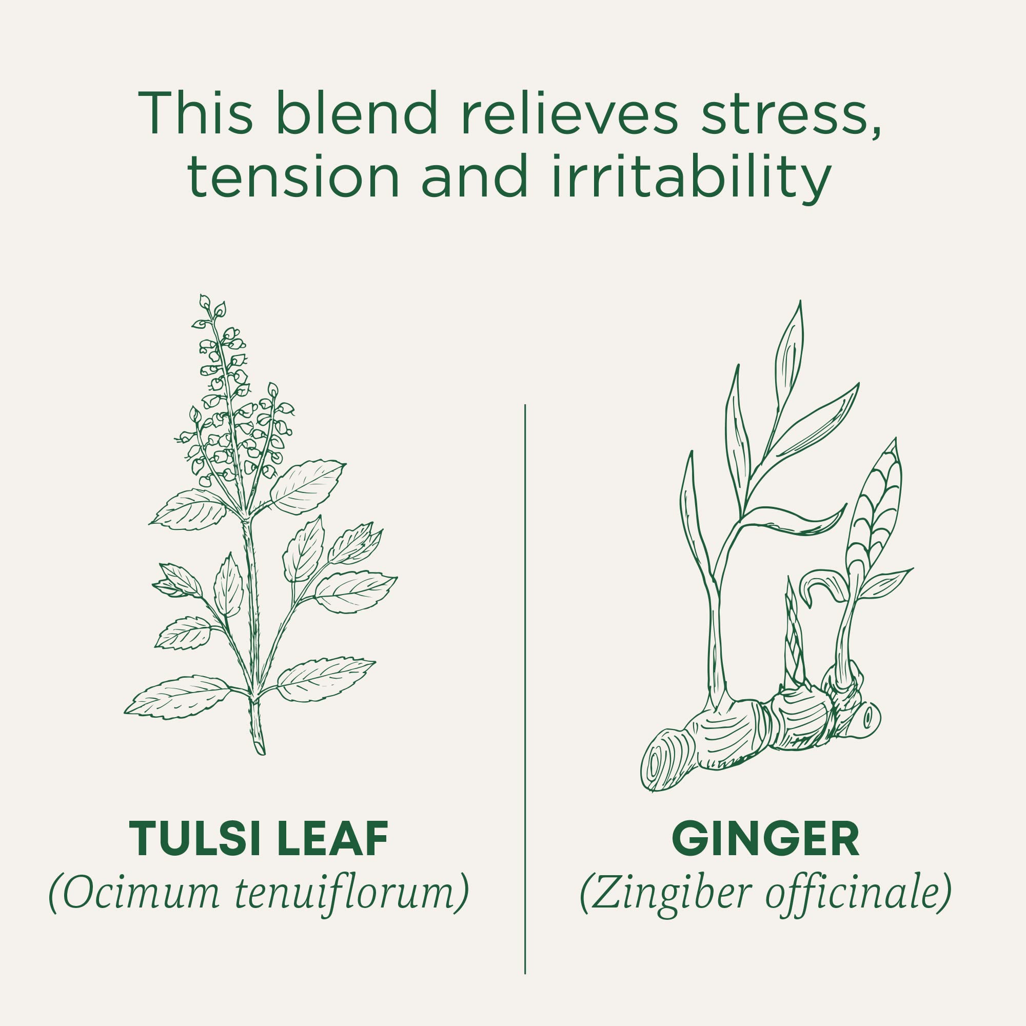 Traditional Medicinals Tea, Organic Tulsi & Ginger, Relieves Stress, Tension, & Irritability, 96 Tea Bags (6 Pack) - Image 4